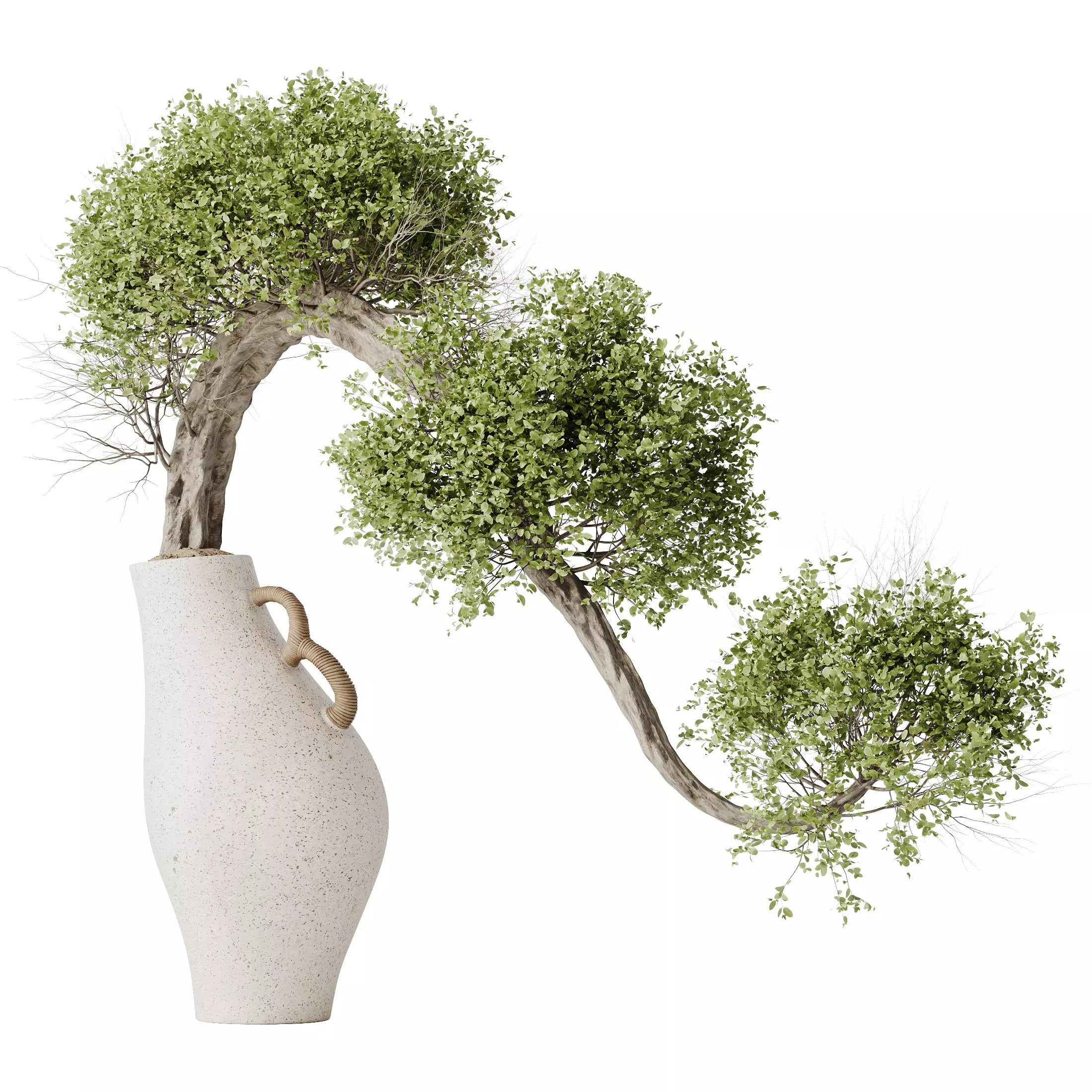 HousePlants Ficus Retusa Microcarpa Bonsai Ginseng04 3D model_0