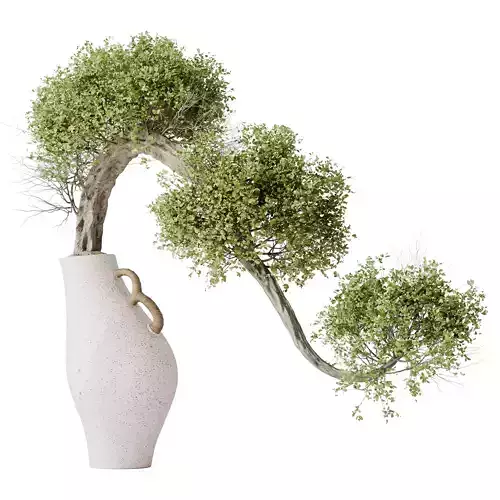 HousePlants Ficus Retusa Microcarpa Bonsai Ginseng04 3D model