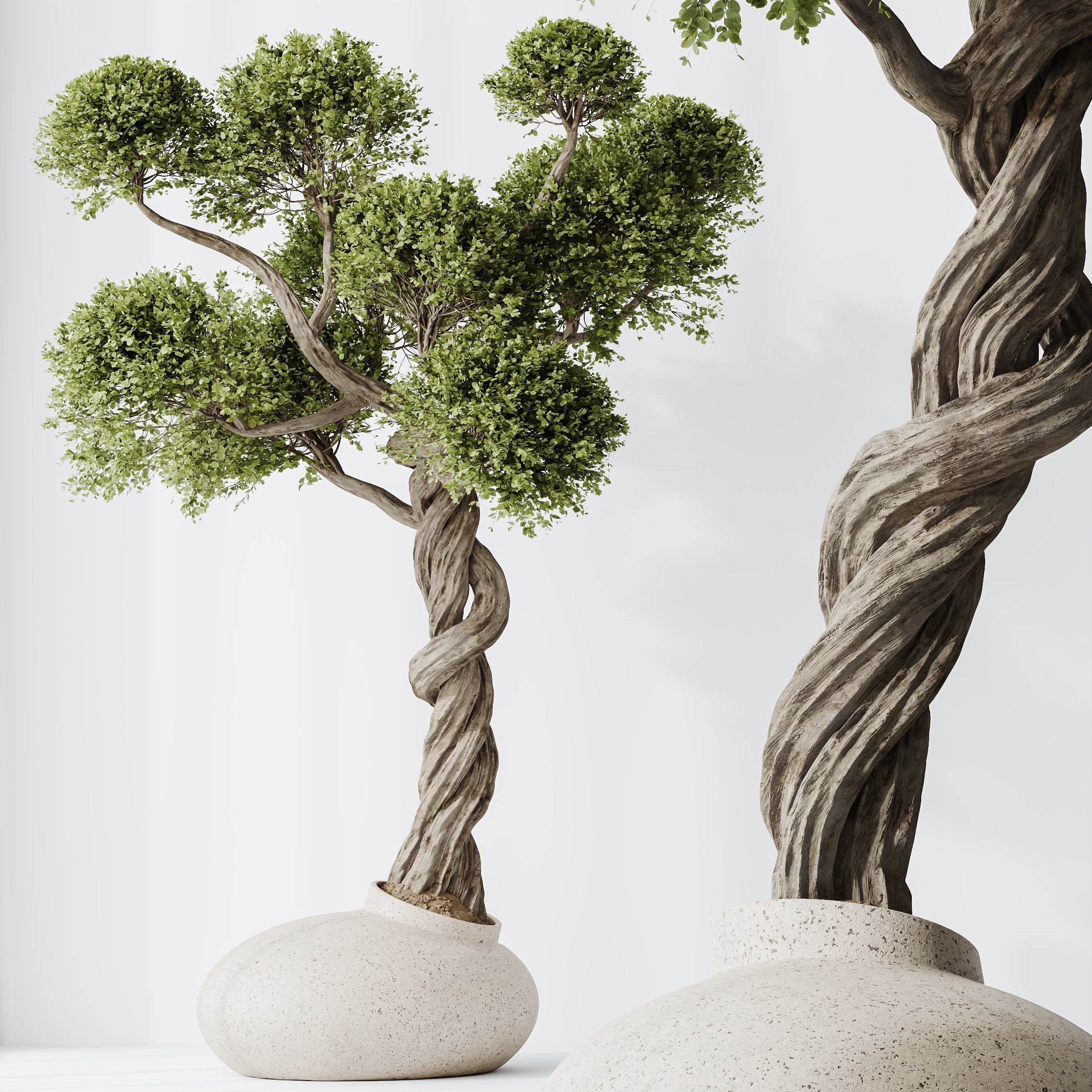 HQ HousePlants Ficus Retusa Microcarpa Bonsai Ginseng05 3D model_1