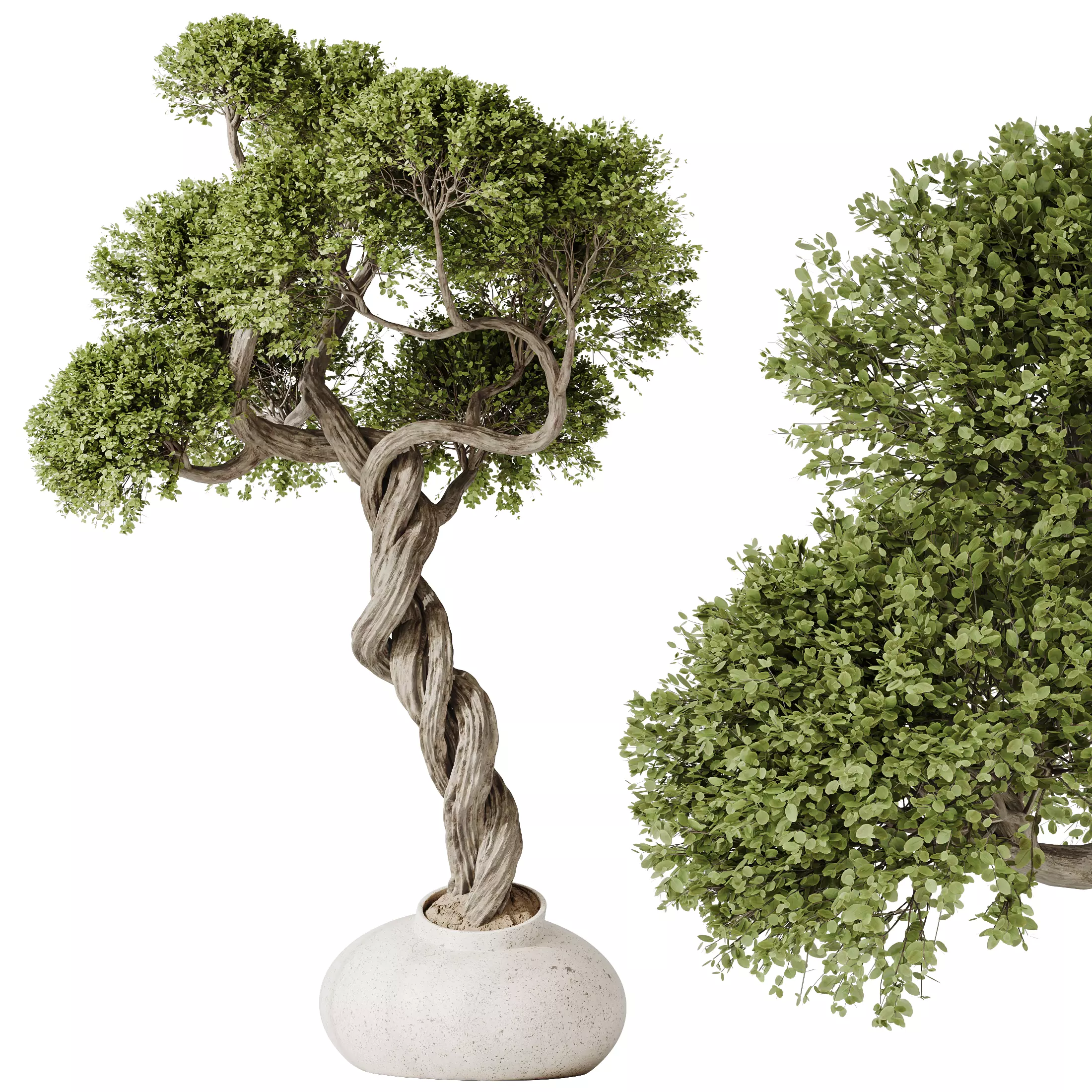 HQ HousePlants Ficus Retusa Microcarpa Bonsai Ginseng05 3D model_0