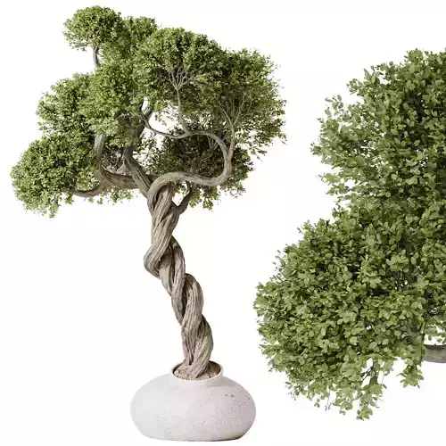HQ HousePlants Ficus Retusa Microcarpa Bonsai Ginseng05 3D model