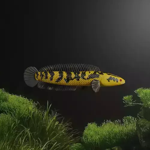 CHANNA BARCA FISH - SNAKE HEAD FISH