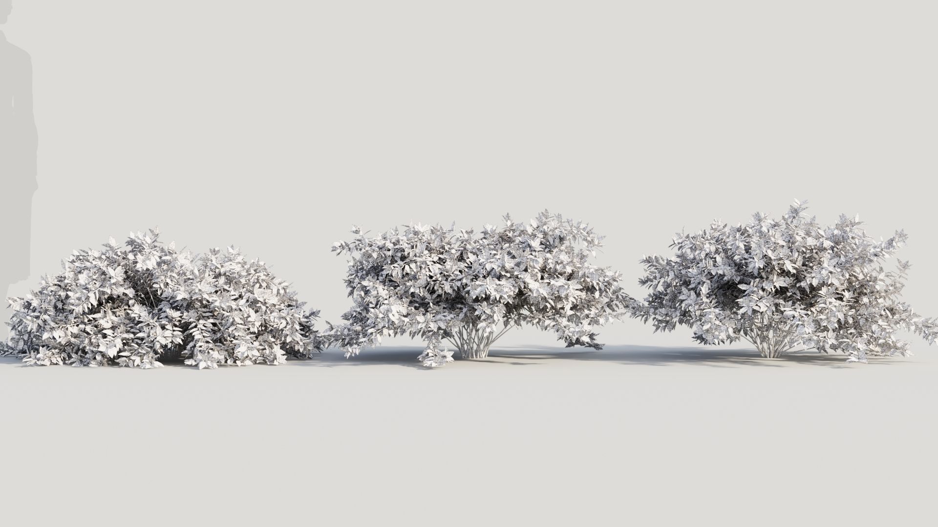 Abelia X Grandiflora b 3D model_8