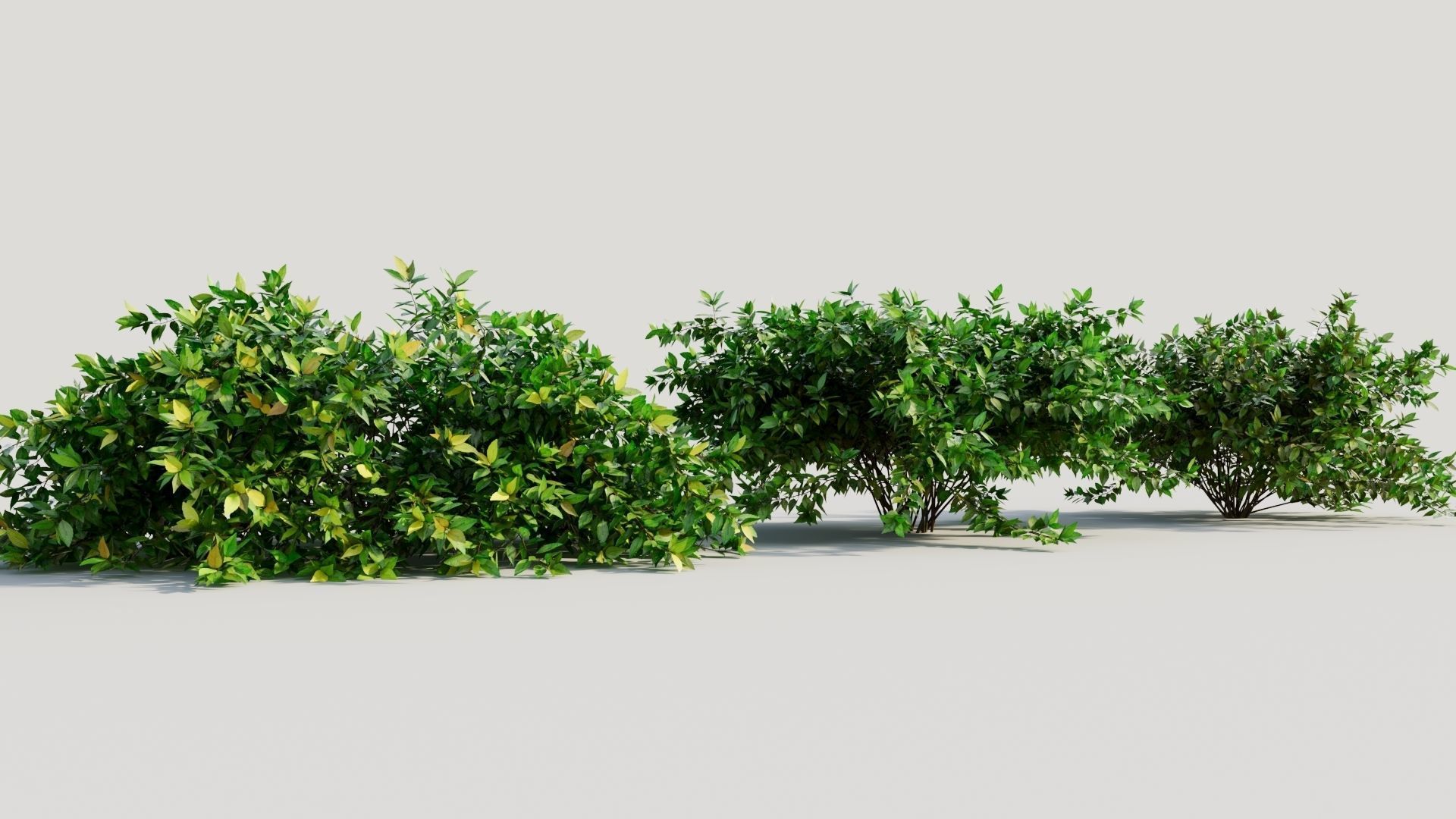 Abelia X Grandiflora b 3D model_3