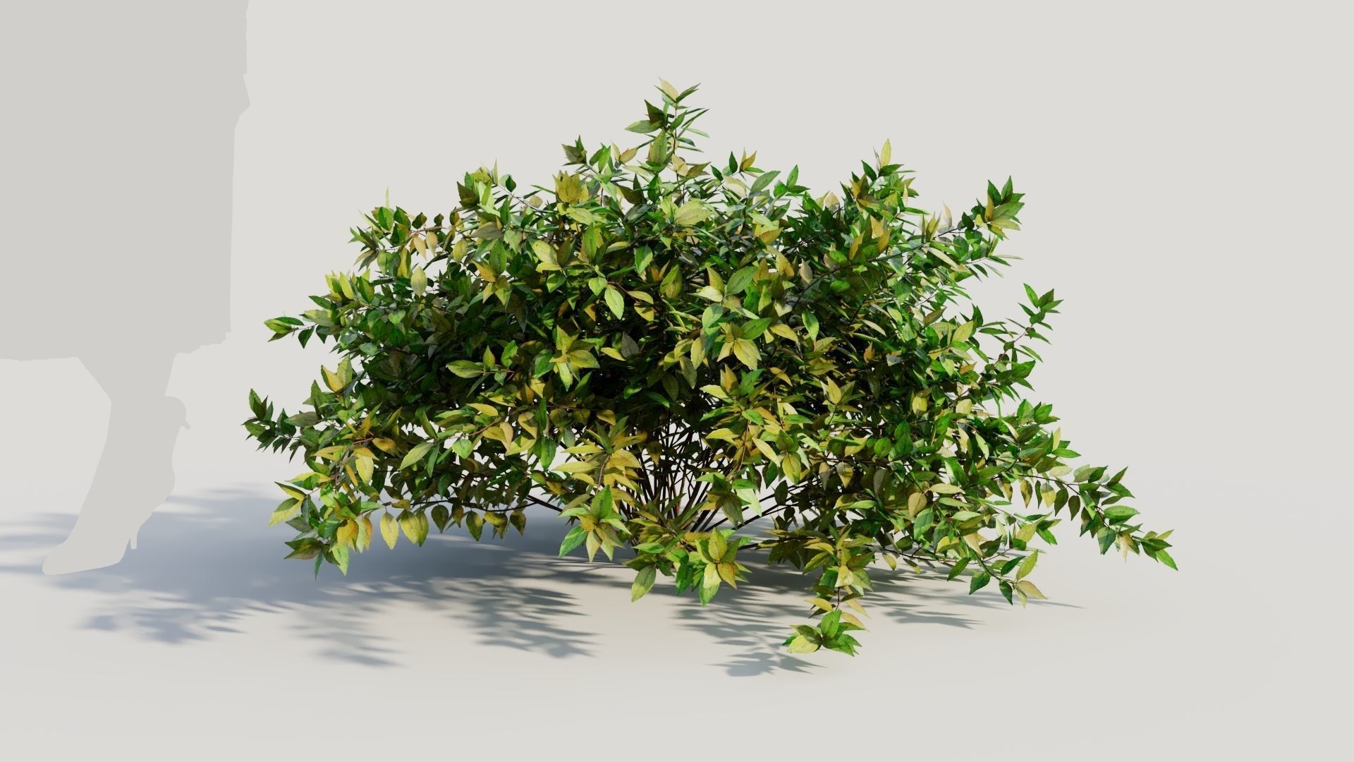 Abelia X Grandiflora b 3D model_7