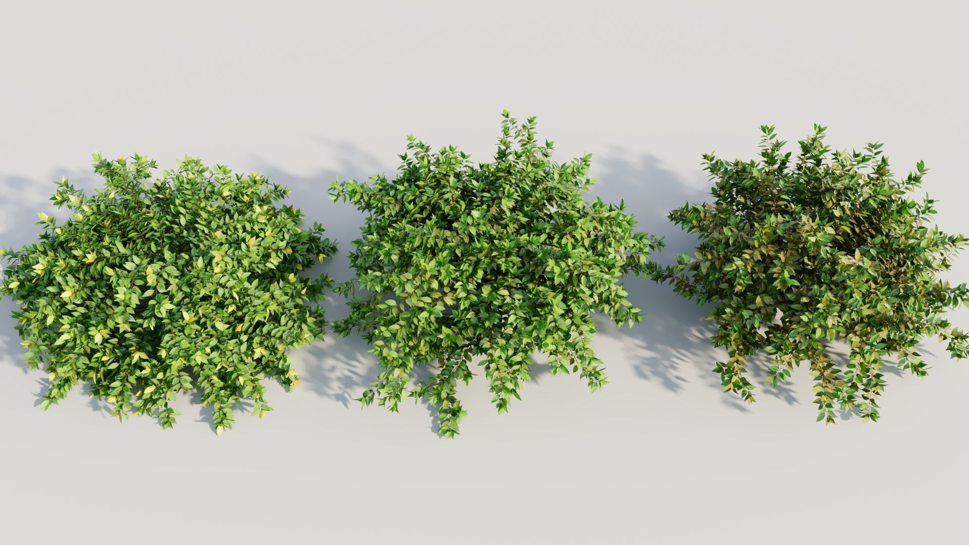 Abelia X Grandiflora b 3D model_2