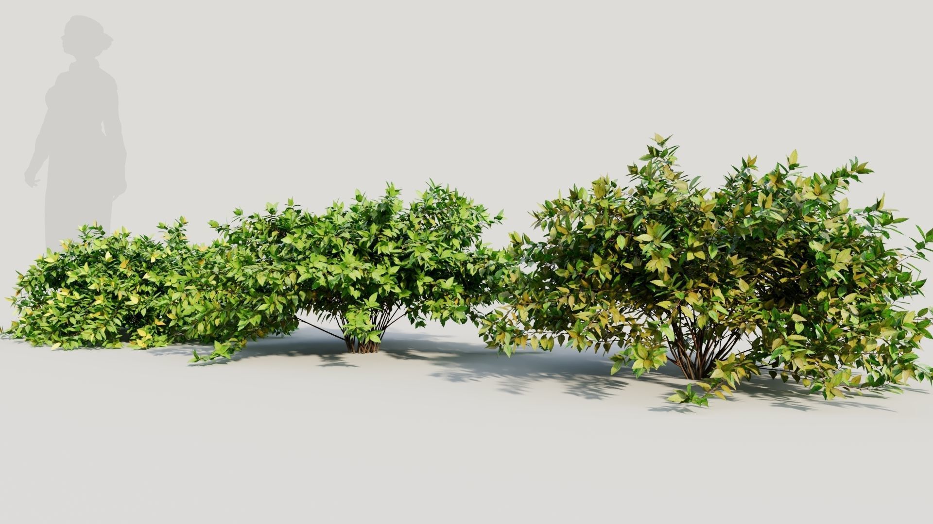 Abelia X Grandiflora b 3D model_1