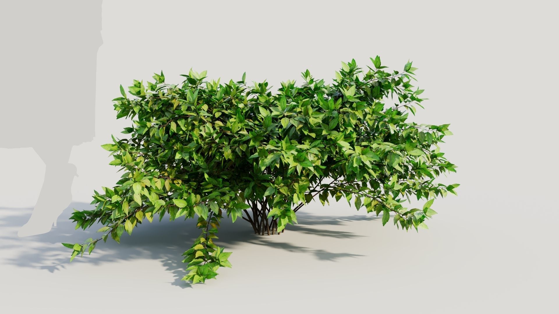 Abelia X Grandiflora b 3D model_6