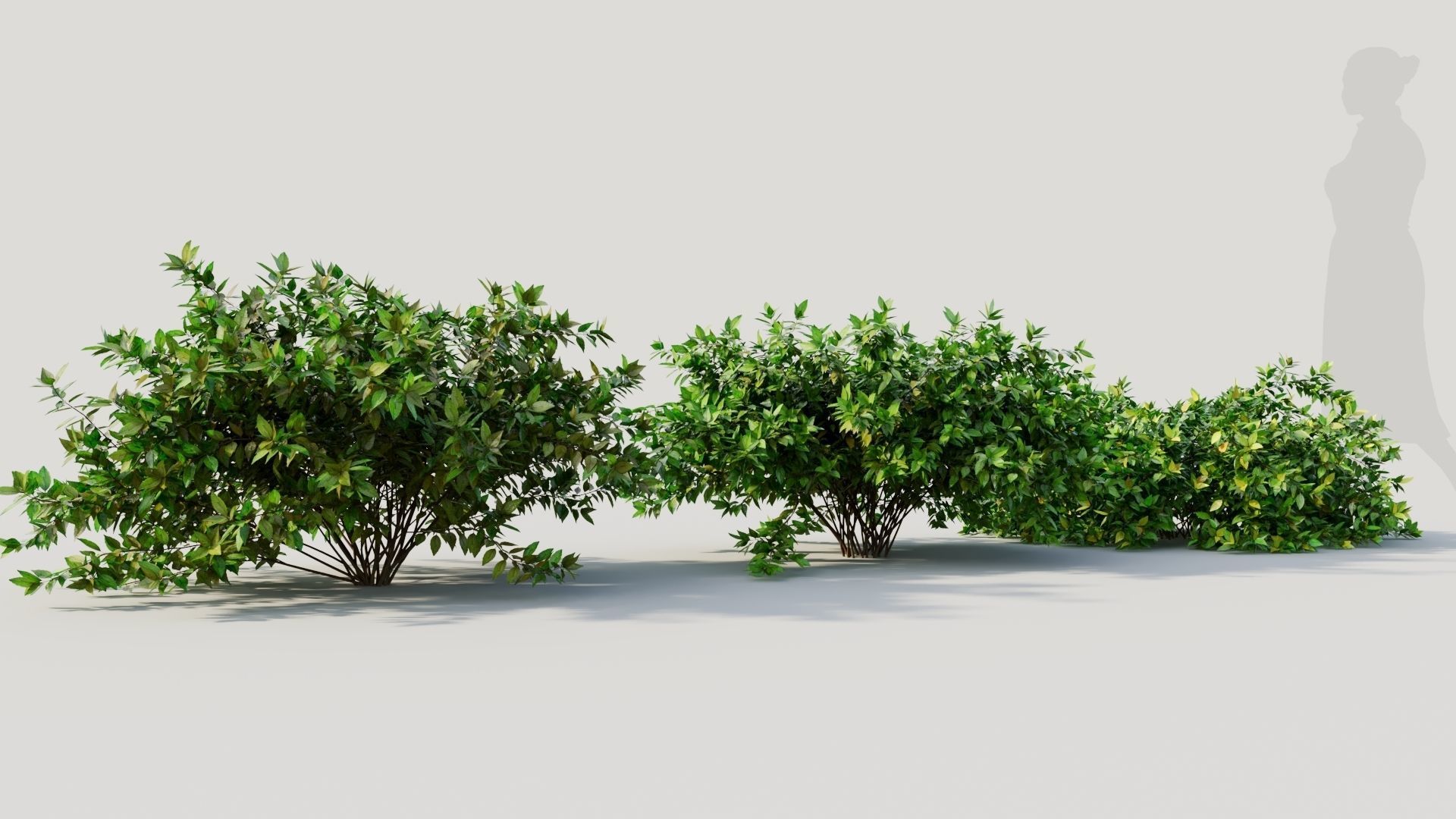 Abelia X Grandiflora b 3D model_4