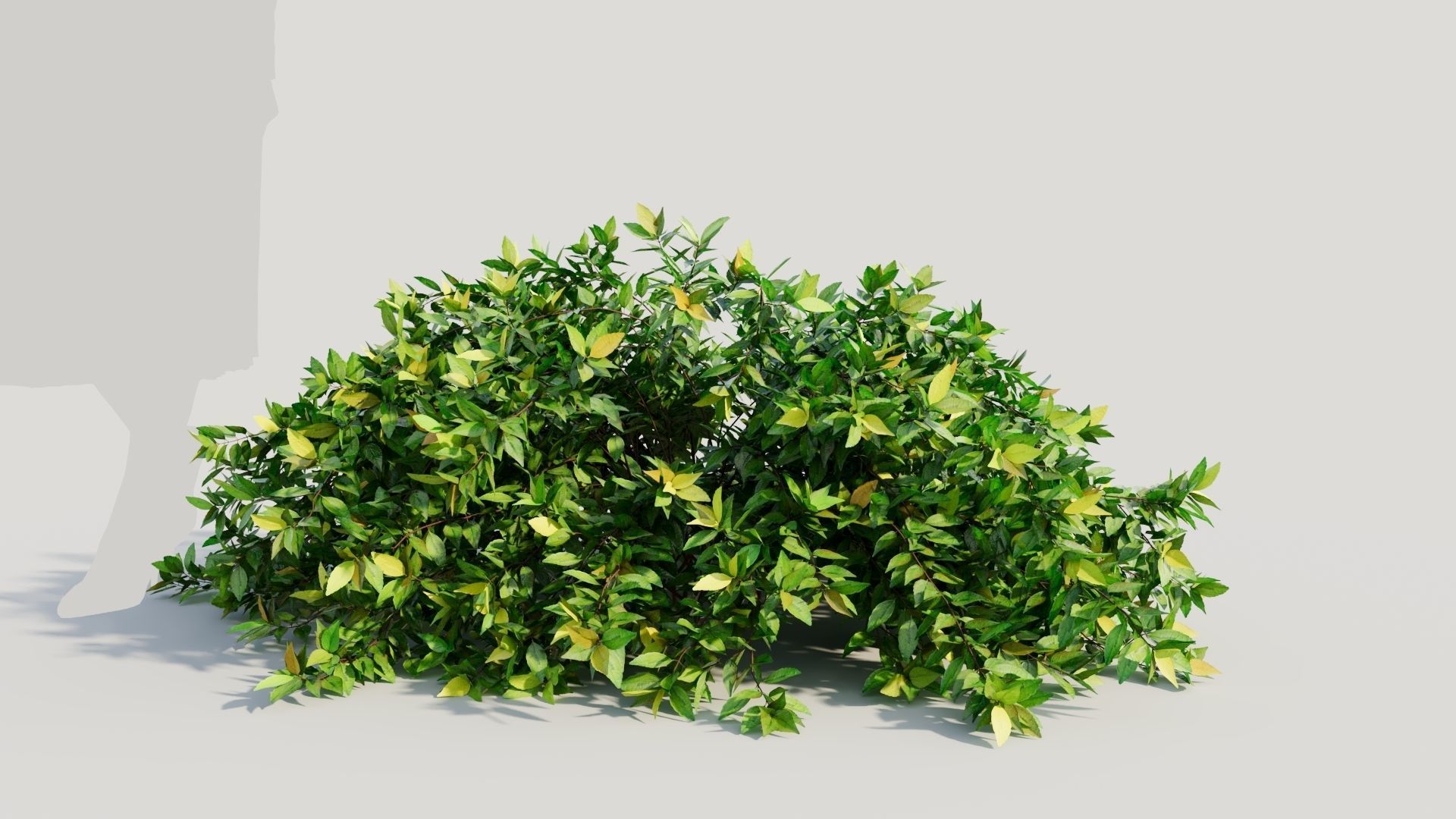 Abelia X Grandiflora b 3D model_5