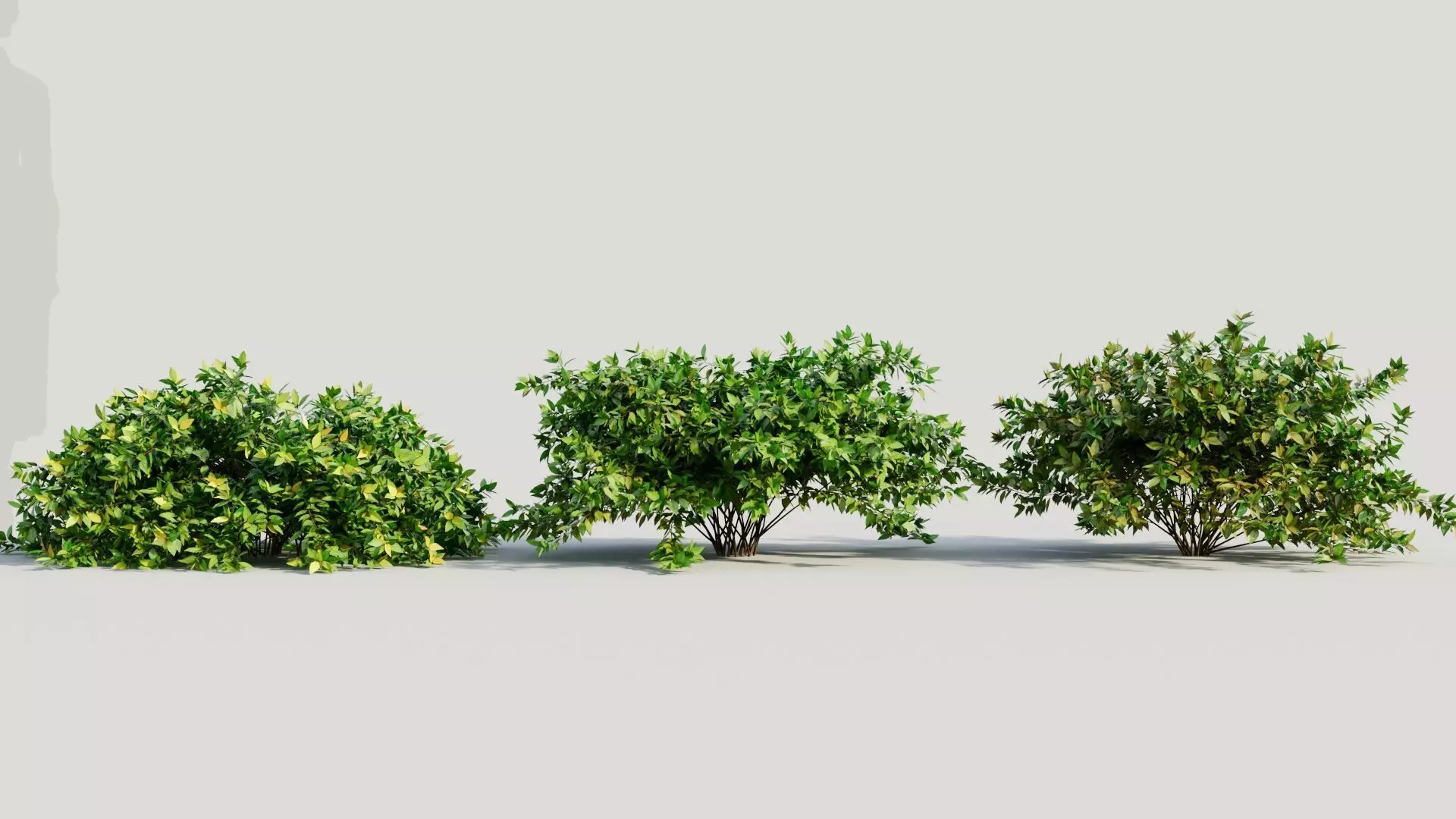 Abelia X Grandiflora b 3D model_0