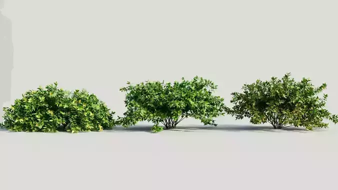 Abelia X Grandiflora b