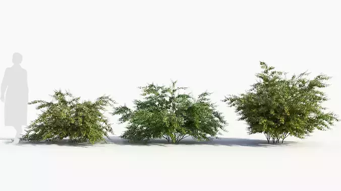 Abelia X Grandiflora c 3D model
