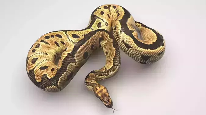 Clown Ball Python Snake