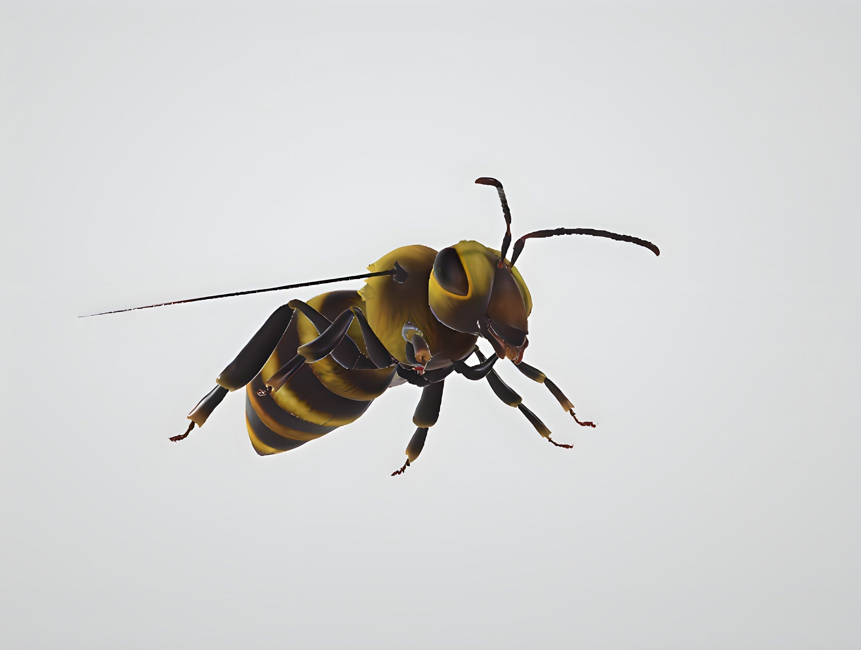 3d hiperrealistic bee 3D model_4