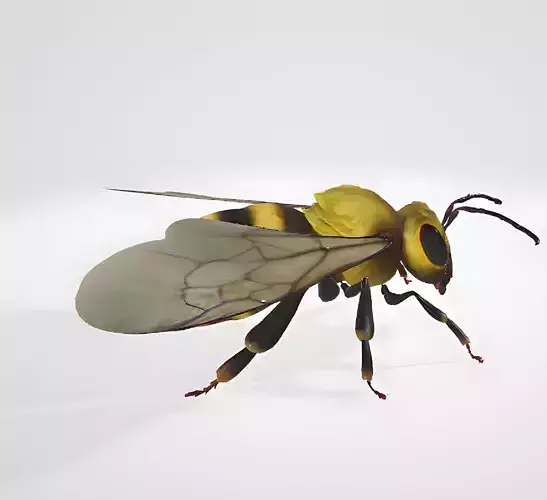 3d hiperrealistic bee 3D model