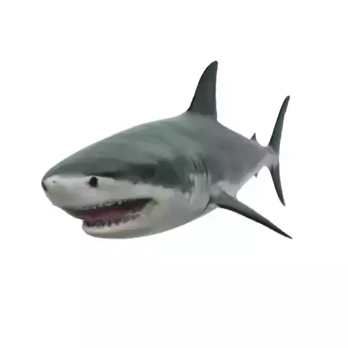 Realistic  Shark 3D model