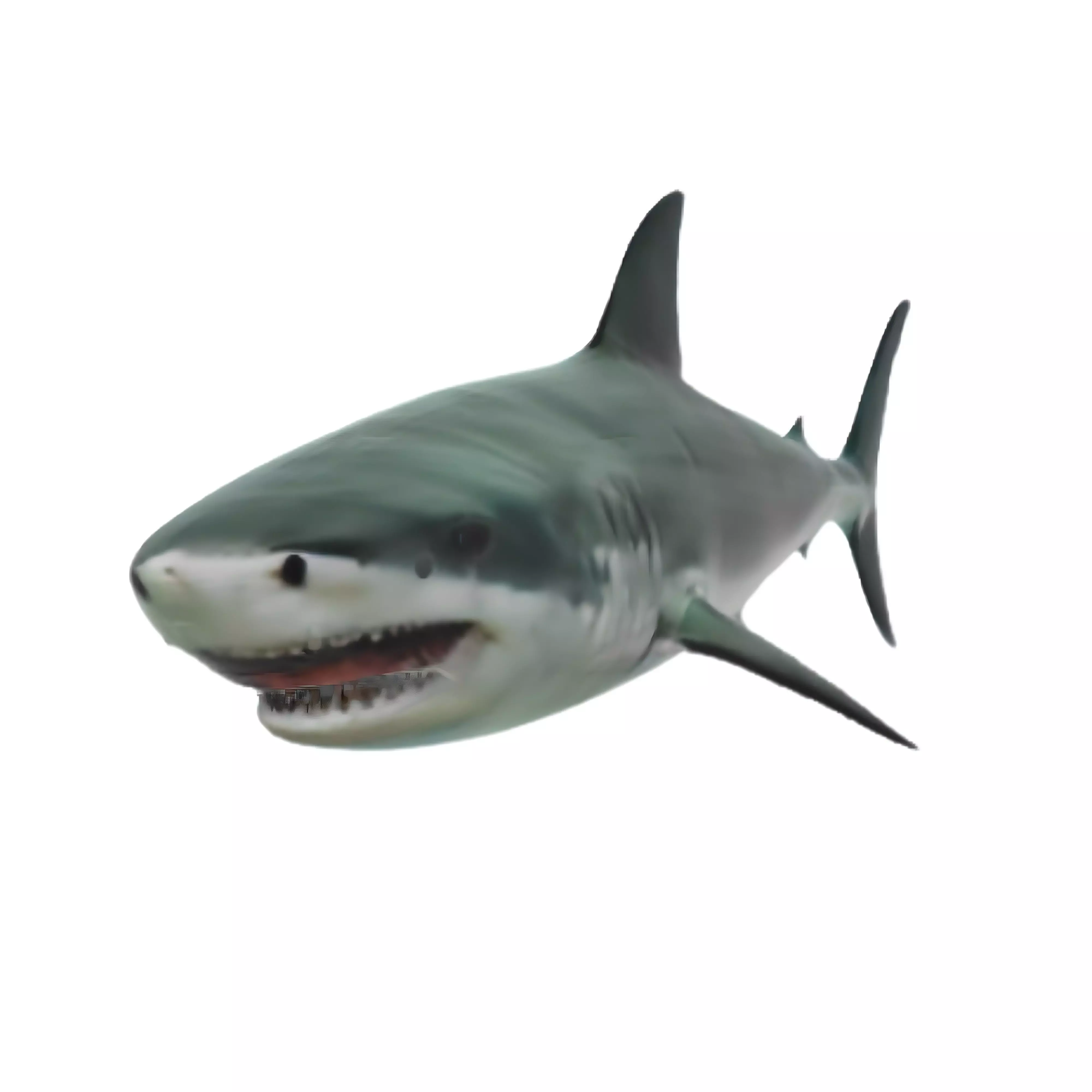 Realistic Shark 3D model Low-poly 3D model