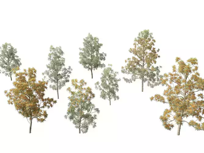 Grevillea robusta - Silky oak