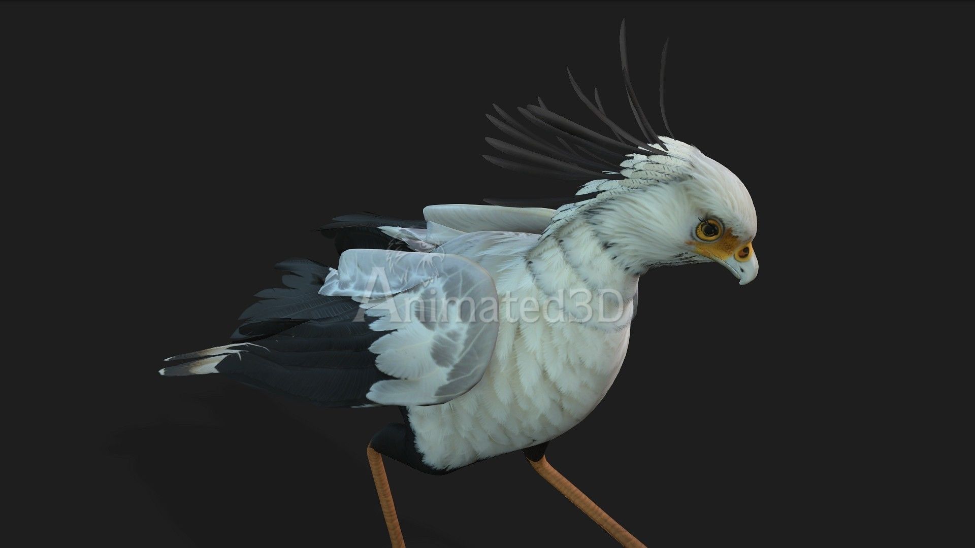 SecretaryBird A1 3D model_9