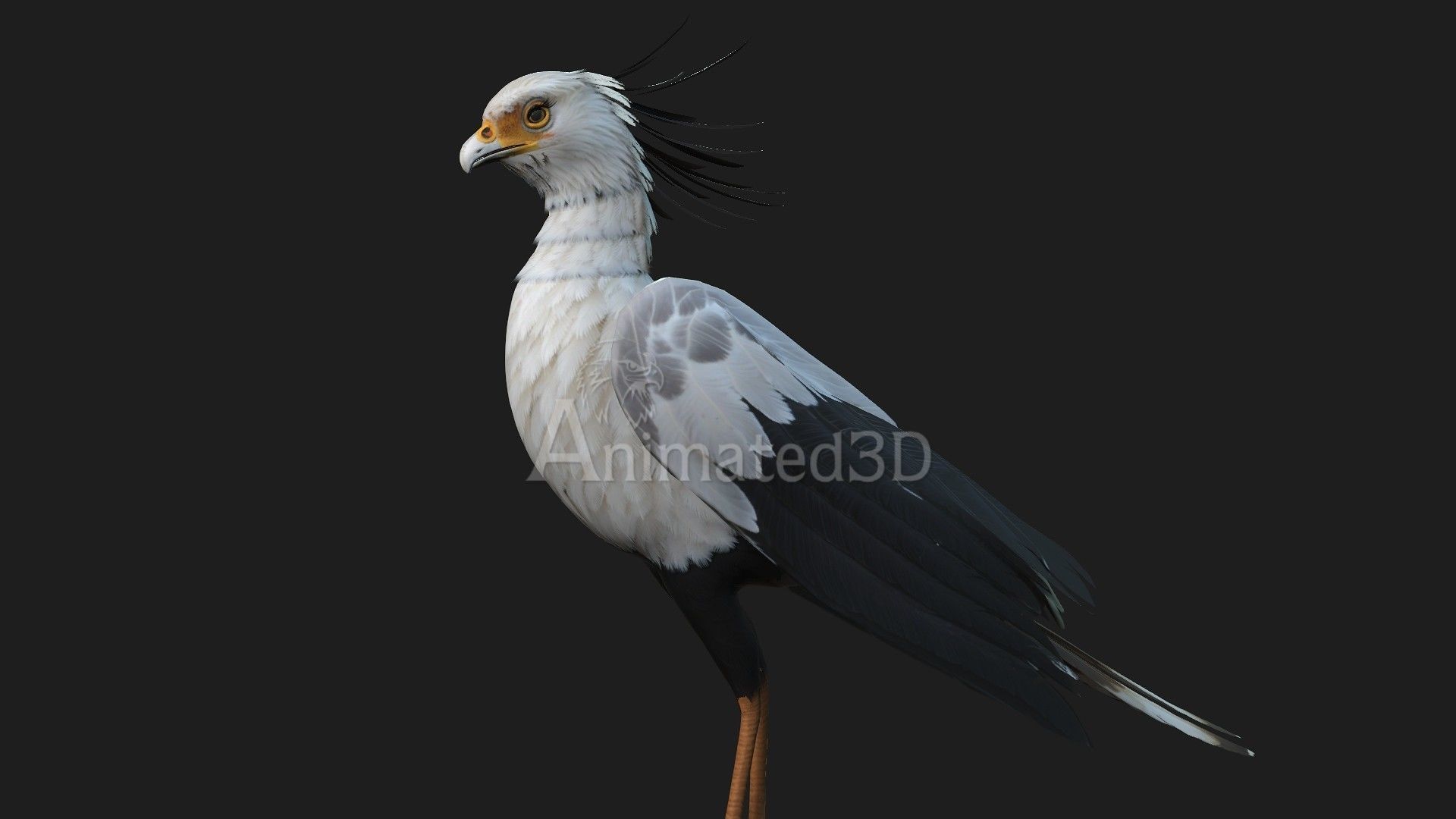 SecretaryBird A1 3D model_6