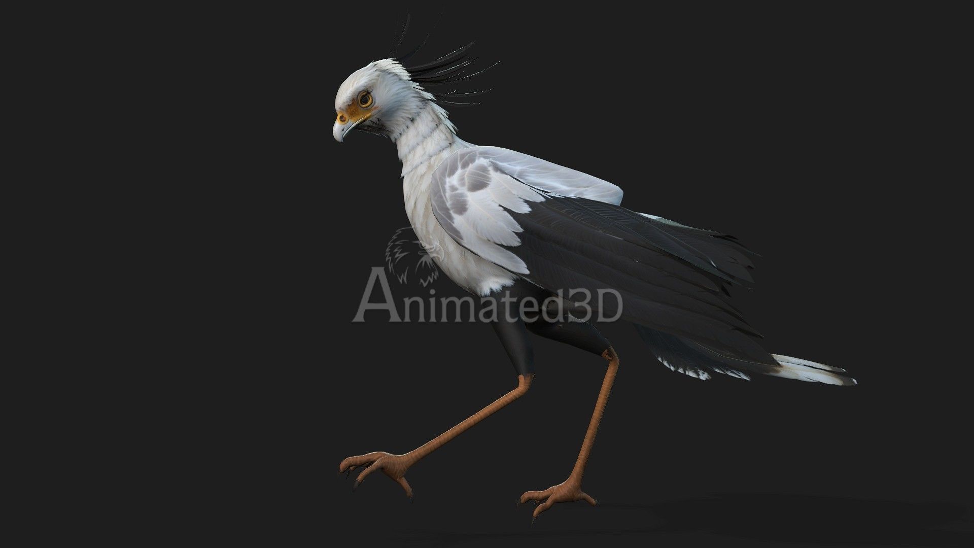 SecretaryBird A1 3D model_8