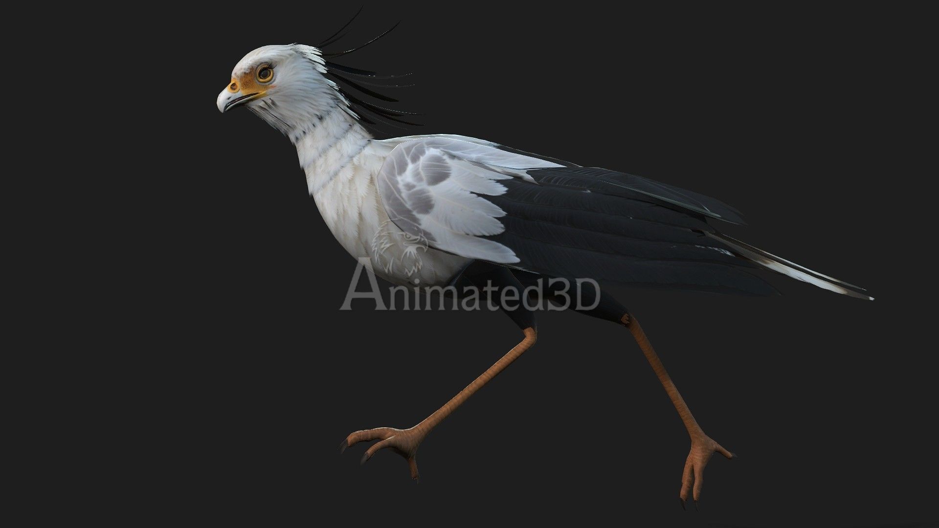 SecretaryBird A1 3D model_5