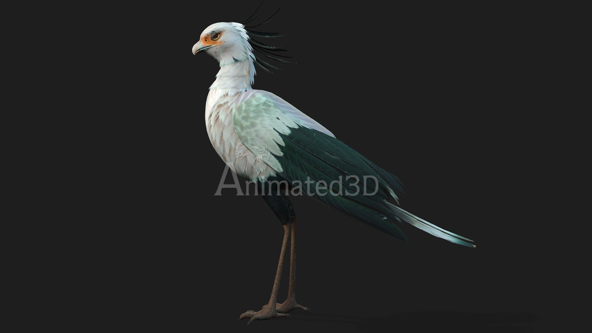 SecretaryBird A2 3D model_2