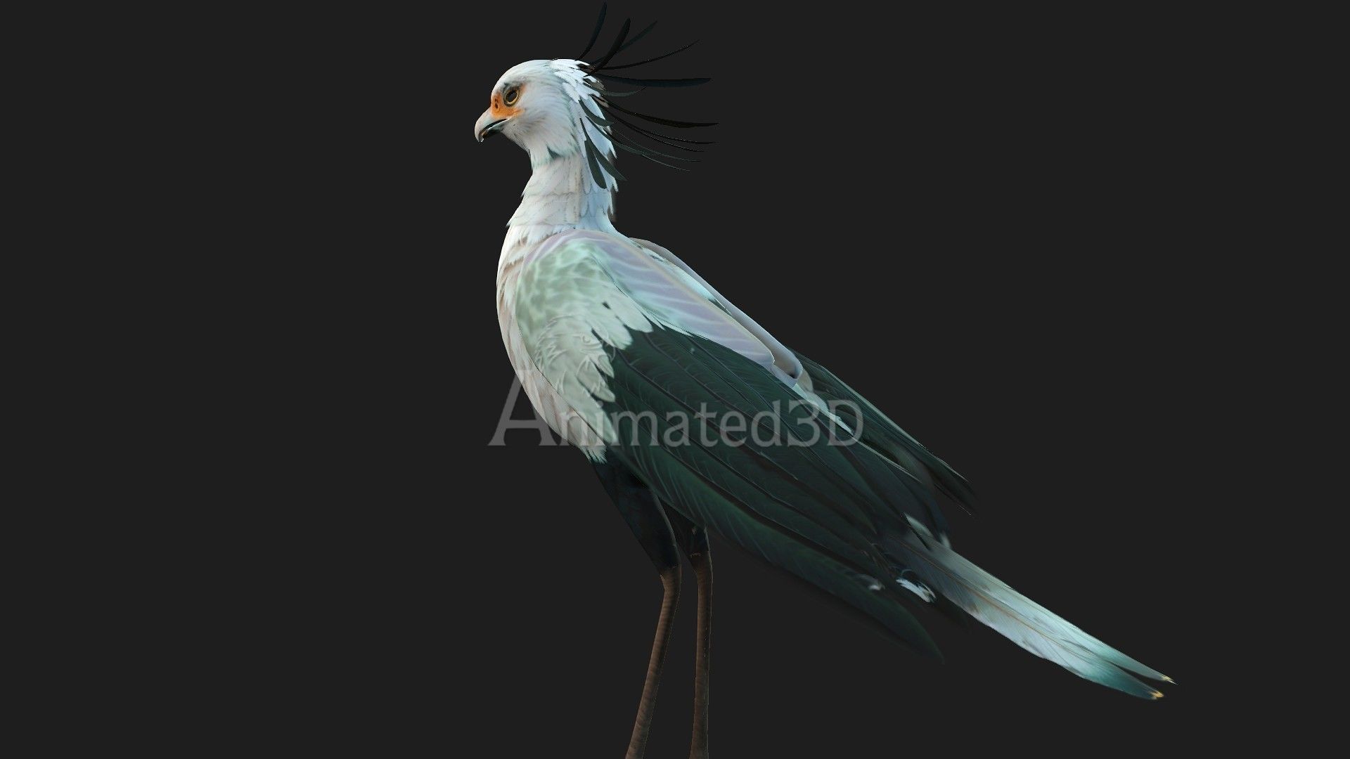 SecretaryBird A2 3D model_7