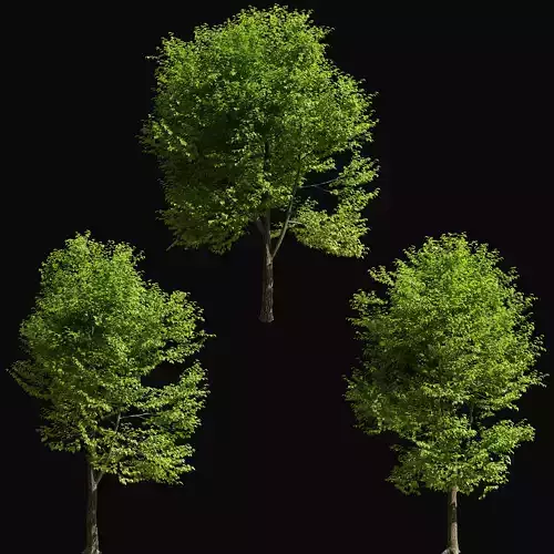 3 ash trees