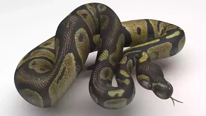 Chocolate Ball Python Snake 3D model