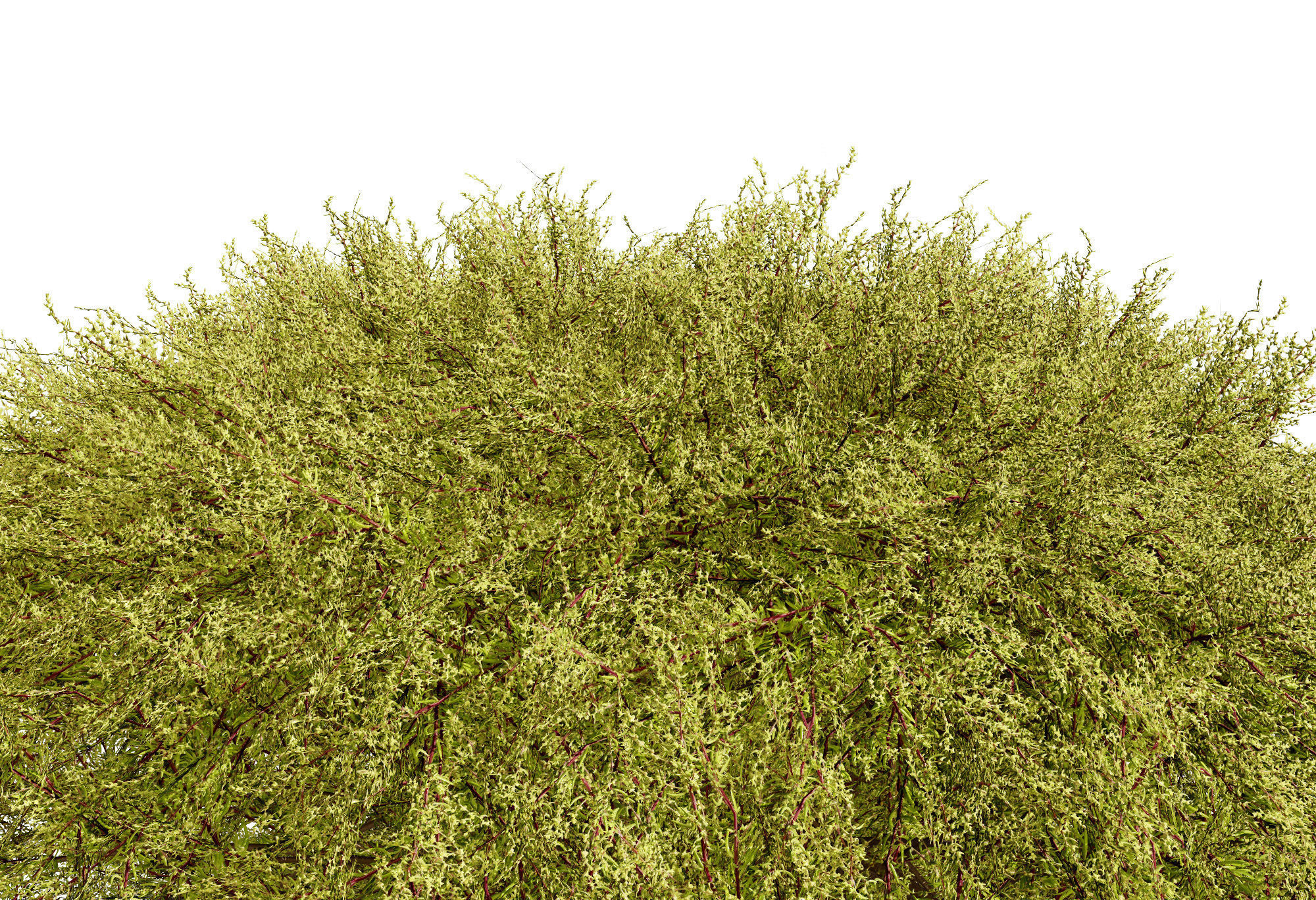 Golden Mop False Cypress bush Low-poly 3D model_9