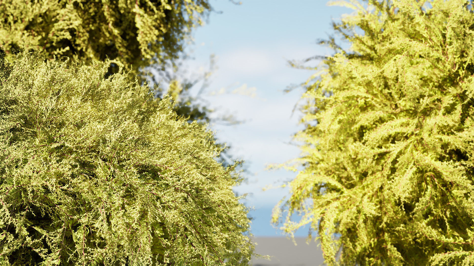 Golden Mop False Cypress bush Low-poly 3D model_10