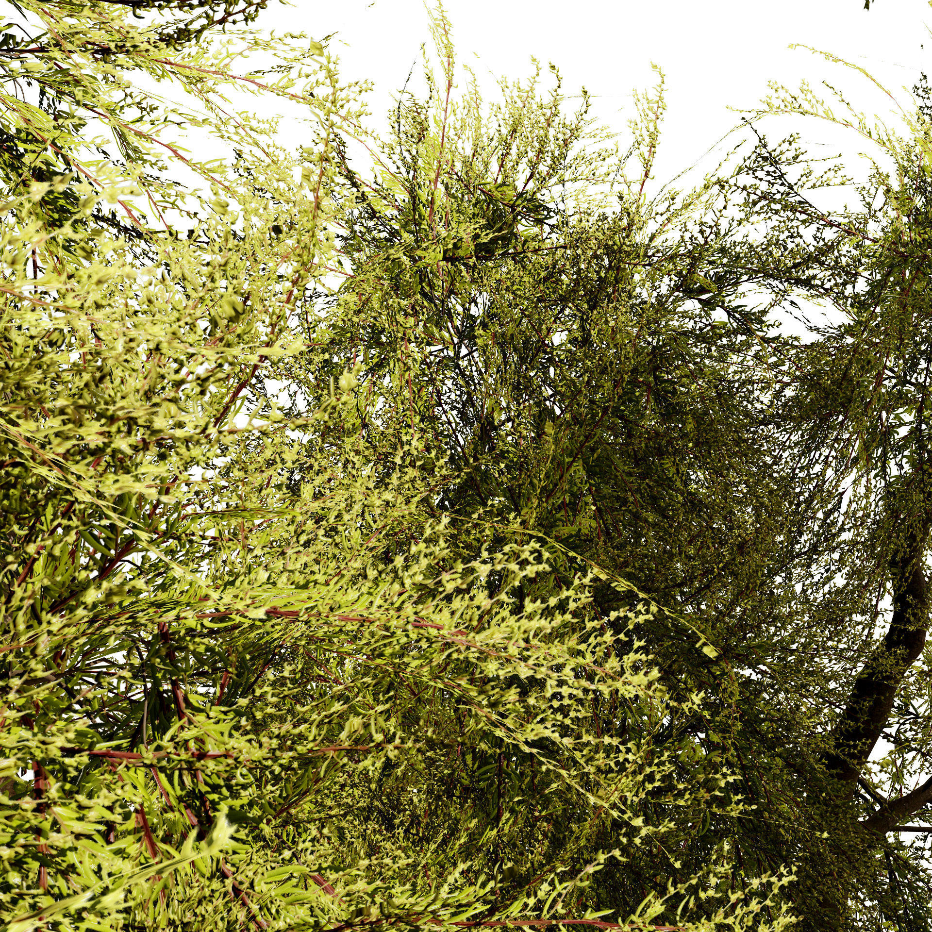 Golden Mop False Cypress bush Low-poly 3D model_7