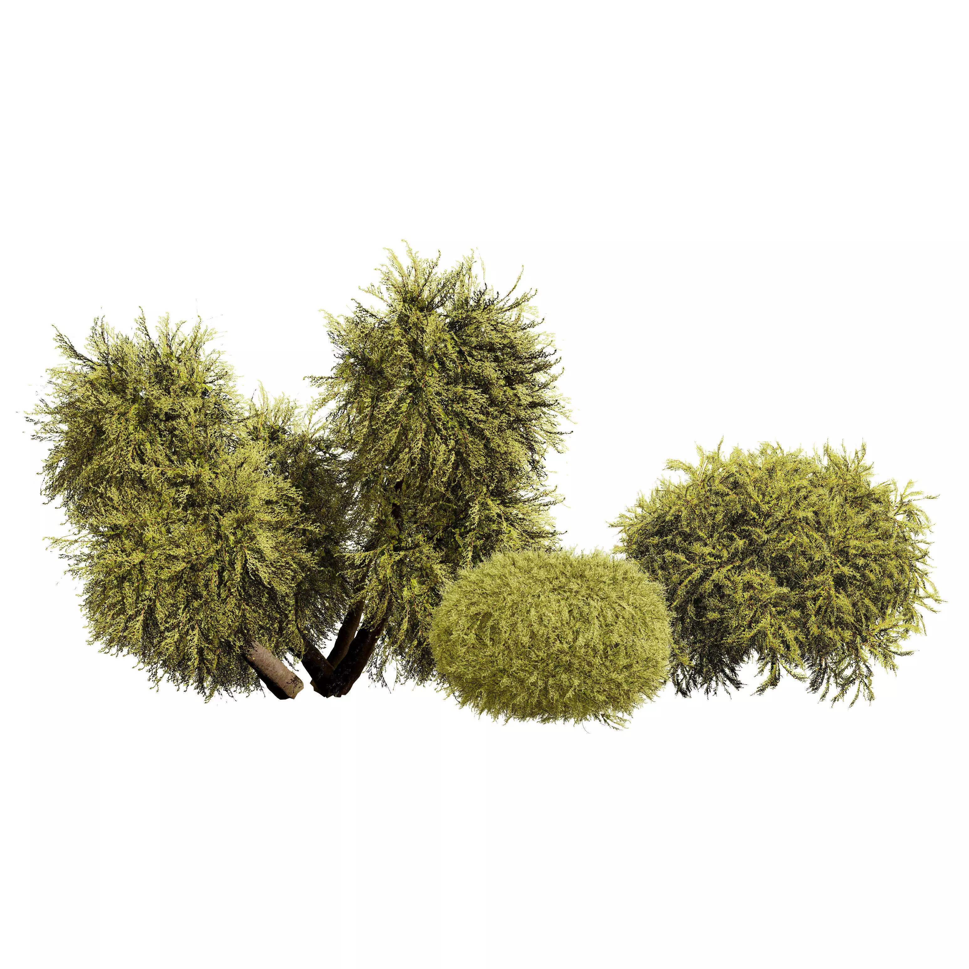 Golden Mop False Cypress bush Low-poly 3D model_0