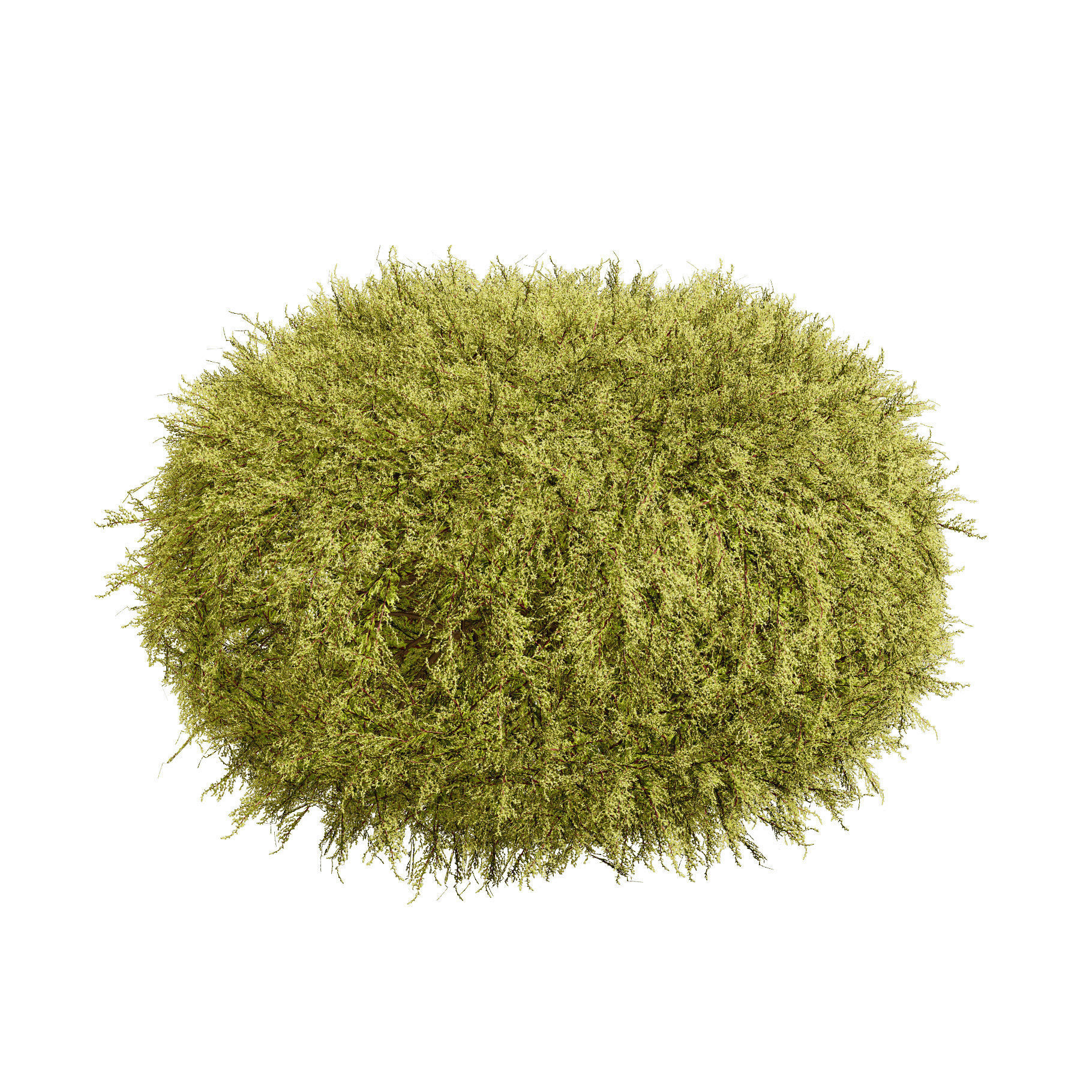 Golden Mop False Cypress bush Low-poly 3D model_3