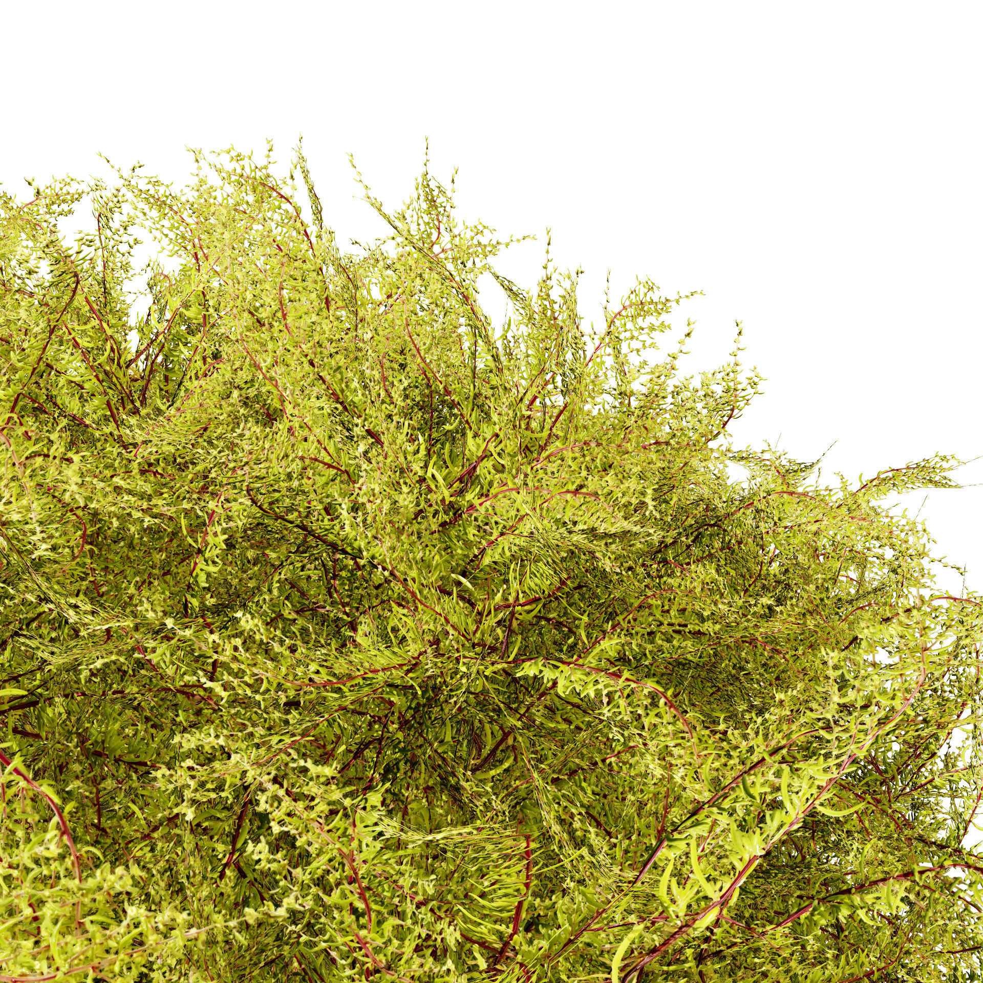 Golden Mop False Cypress bush Low-poly 3D model_4