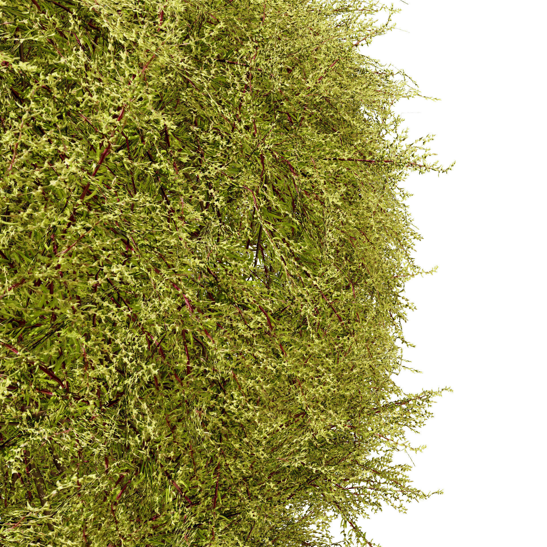 Golden Mop False Cypress bush Low-poly 3D model_8