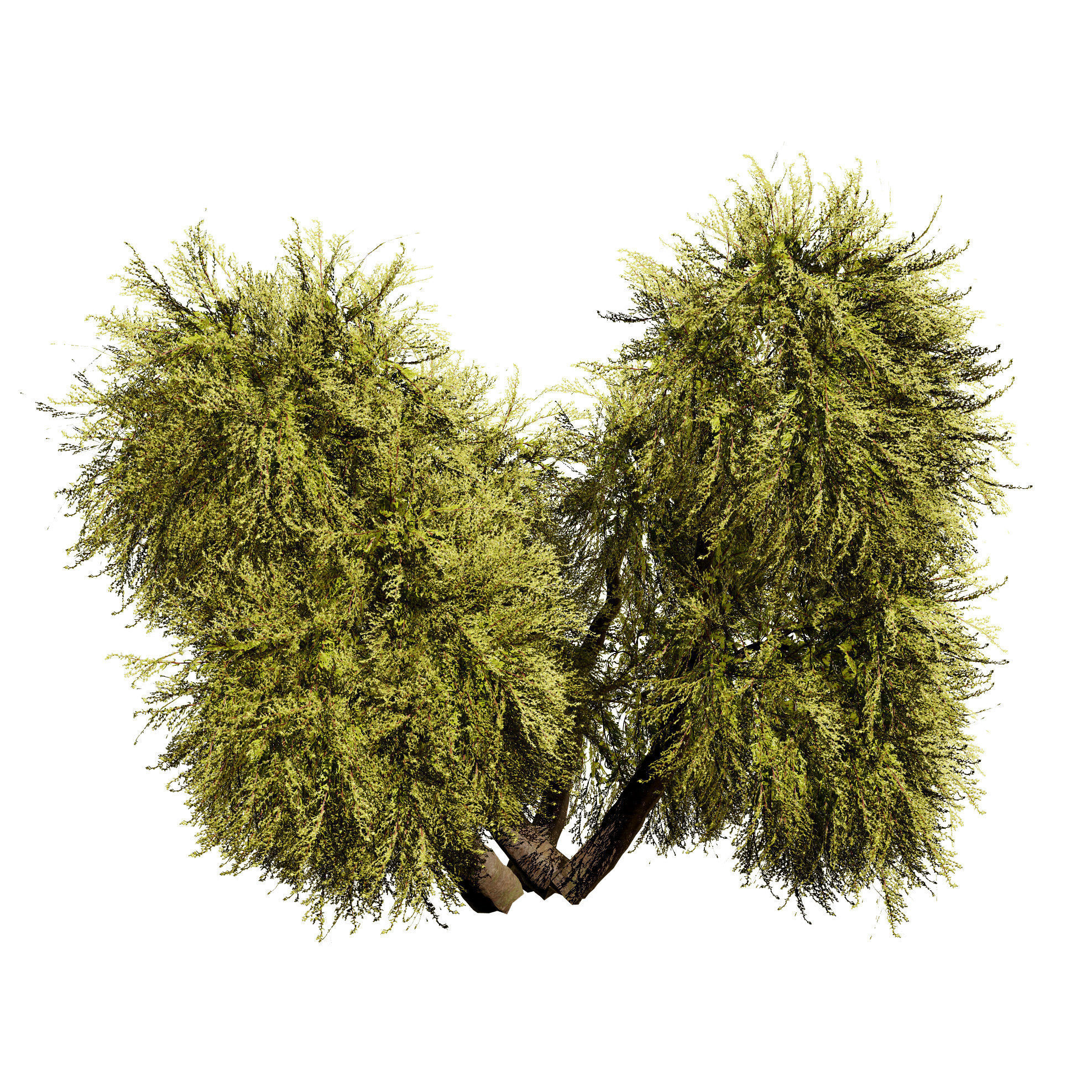 Golden Mop False Cypress bush Low-poly 3D model_6