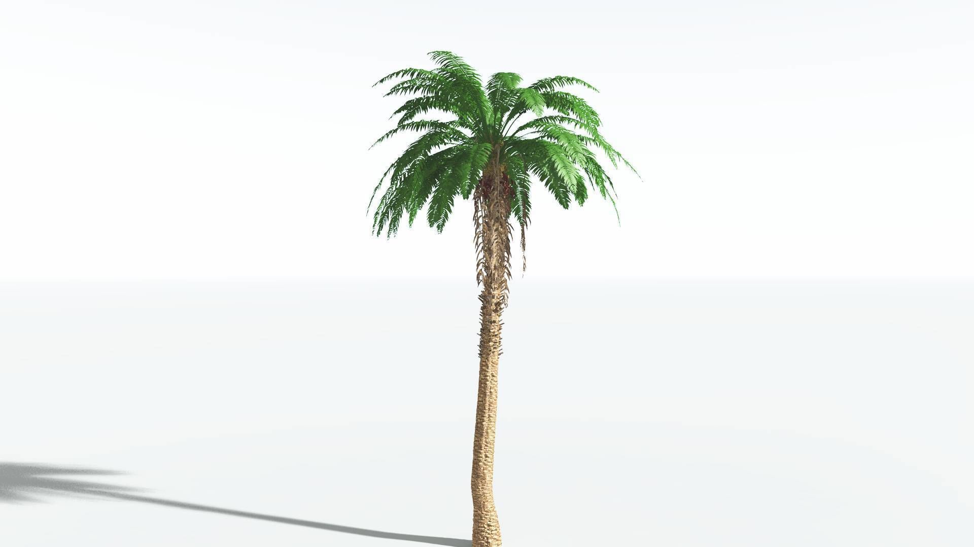 EVERYPlant African Oil Palm 2 --16 Models-- 3D model_4