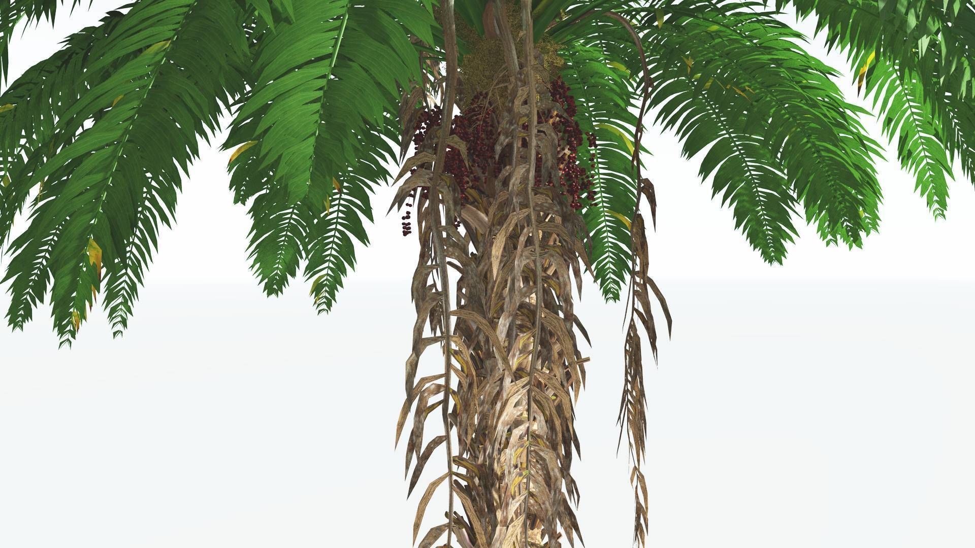 EVERYPlant African Oil Palm 2 --16 Models-- 3D model_17