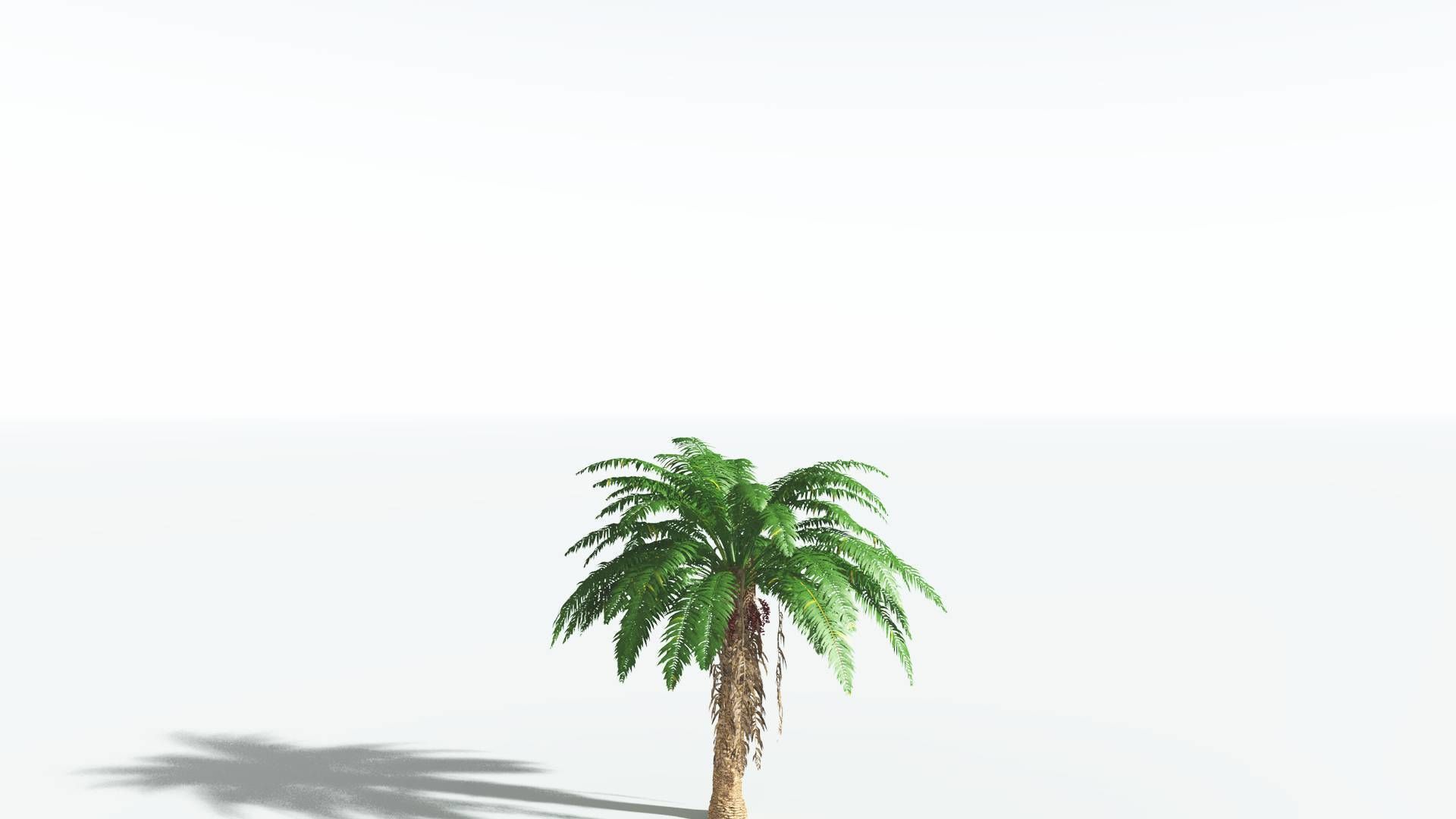 EVERYPlant African Oil Palm 2 --16 Models-- 3D model_18