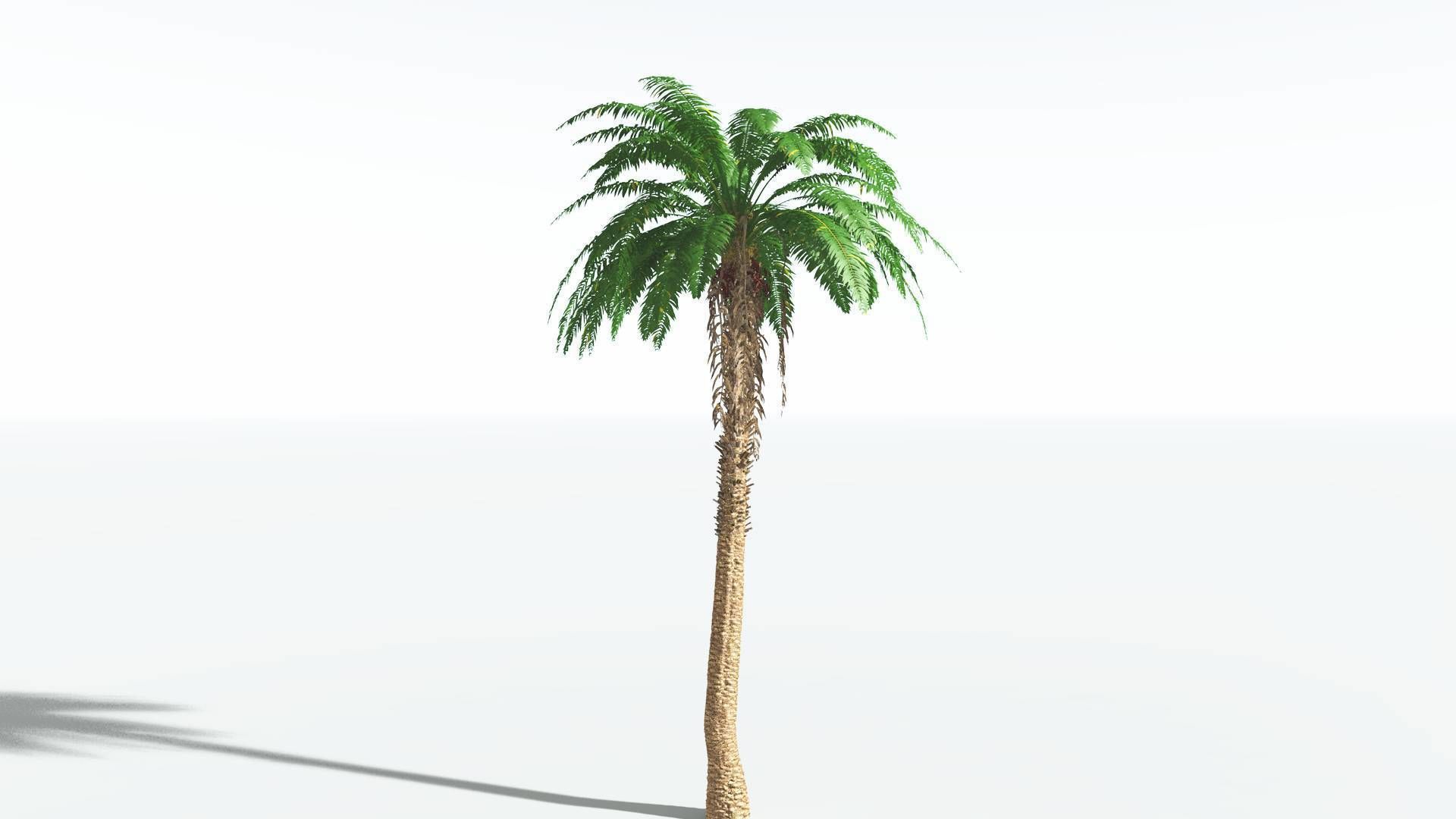 EVERYPlant African Oil Palm 2 --16 Models-- 3D model_30