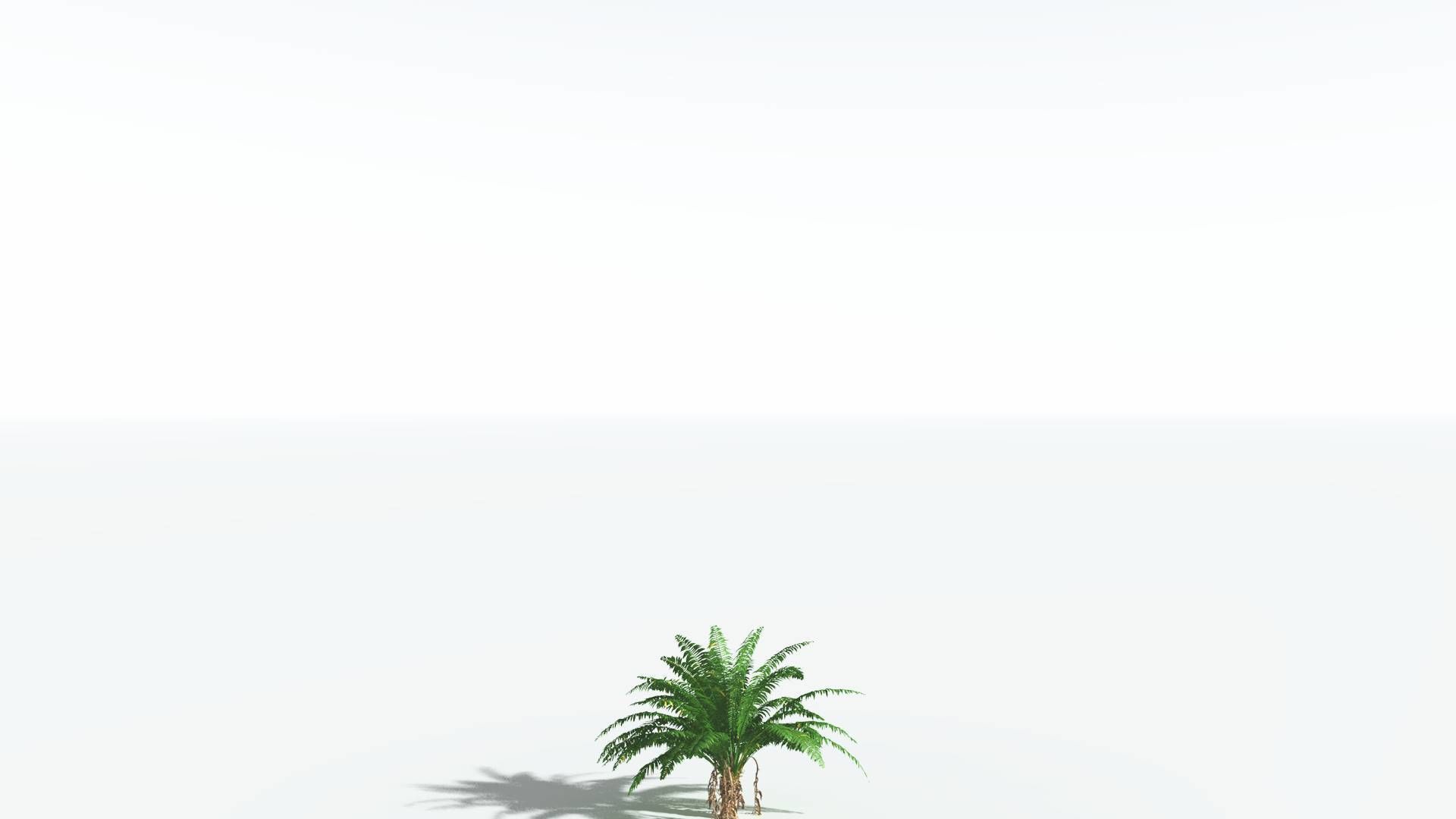 EVERYPlant African Oil Palm 2 --16 Models-- 3D model_20