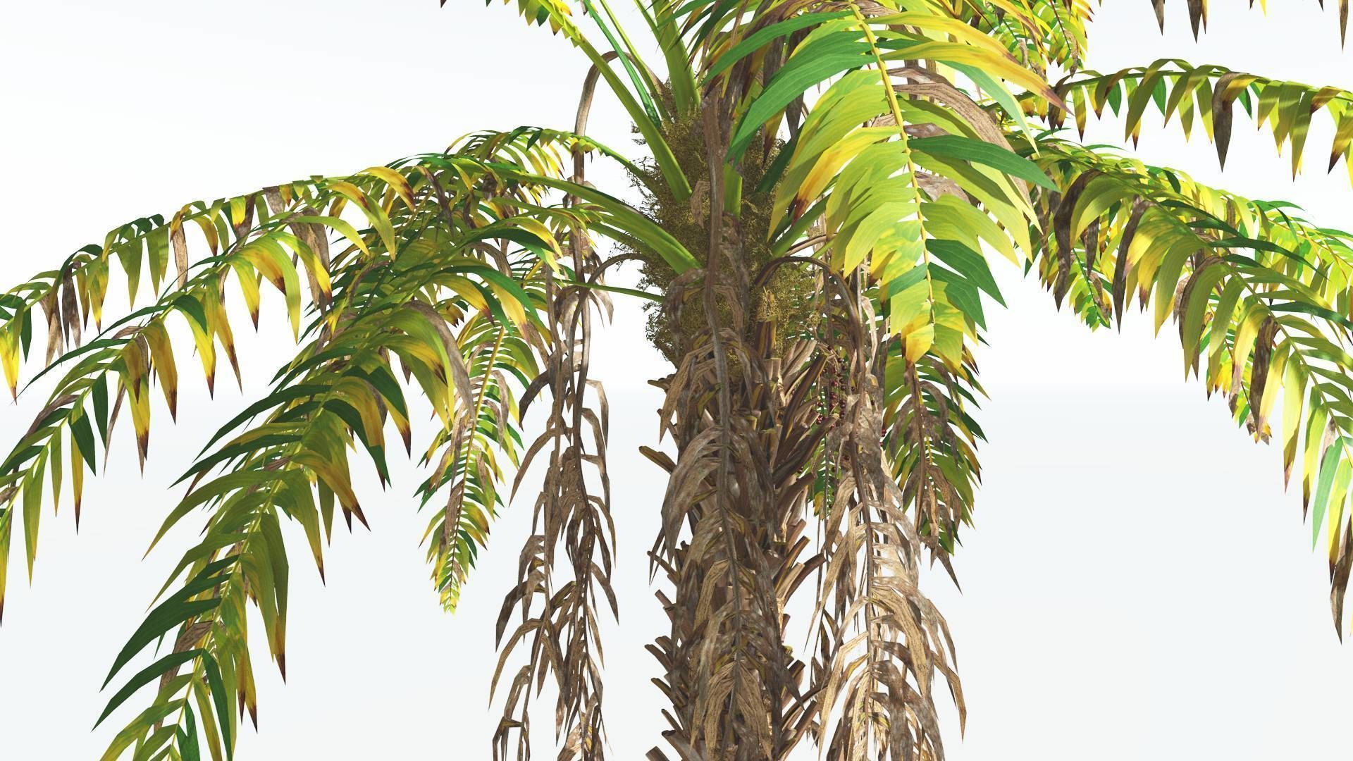 EVERYPlant African Oil Palm 2 --16 Models-- 3D model_9