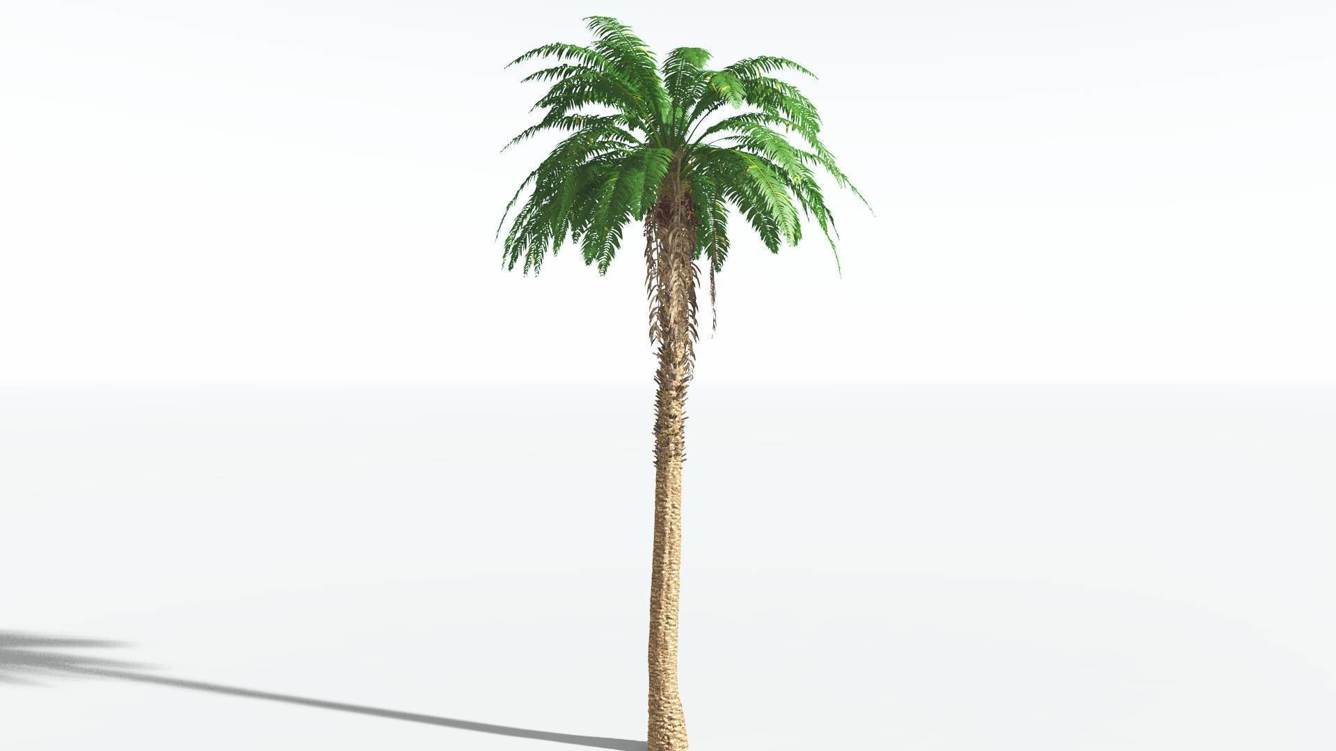 EVERYPlant African Oil Palm 2 --16 Models-- 3D model_16
