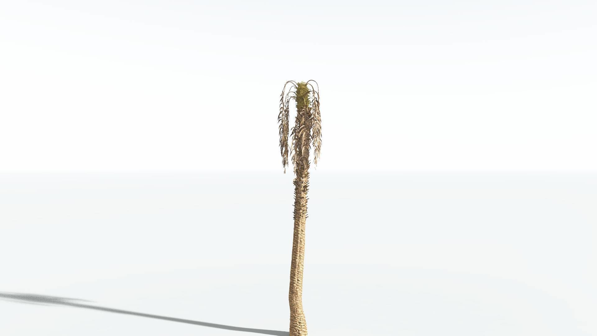 EVERYPlant African Oil Palm 2 --16 Models-- 3D model_10