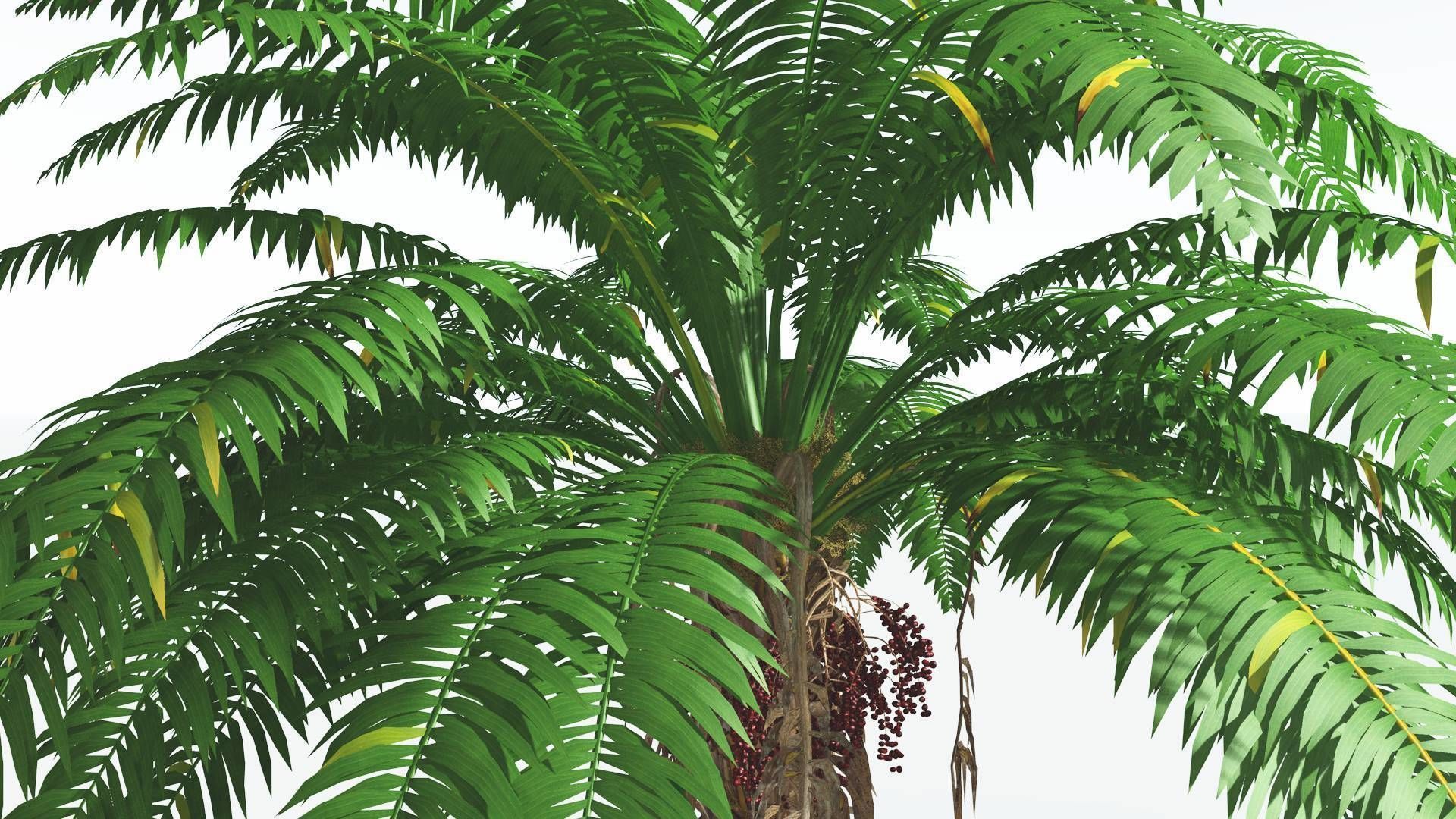 EVERYPlant African Oil Palm 2 --16 Models-- 3D model_19