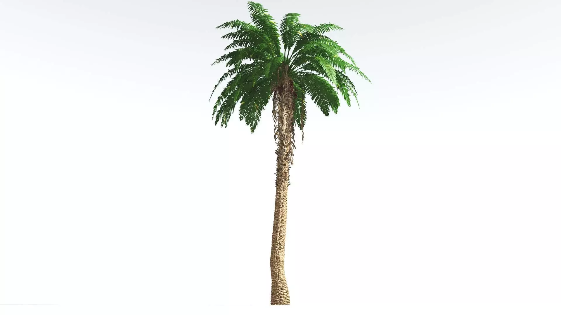 EVERYPlant African Oil Palm 2 --16 Models-- 3D model_0
