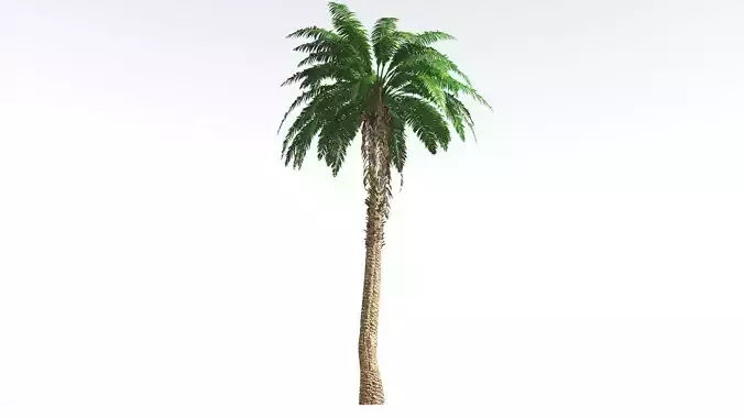 EVERYPlant African Oil Palm 2 --16 Models-- 3D model
